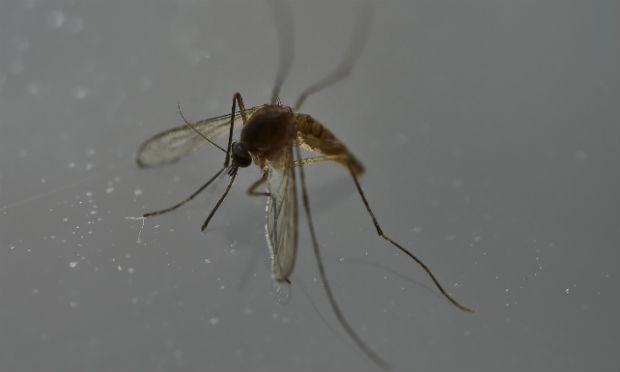 O número representa 37,4% dos municípios pesquisados pela pasta no Levantamento Rápido de Índices para Aedes aegypti (LIRAa), que é o mosquito transmissor das três doenças. / Foto: Yuri Cortez / AFP