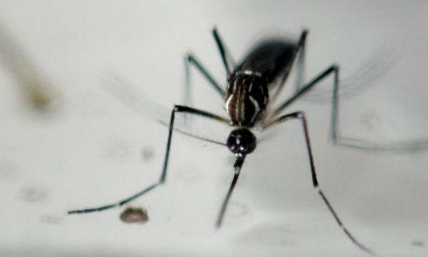 O Vietnã informou 93 casos de infecção pelo vírus zika em 9 localidades do país, disse chefe de saúde / Foto: AFP