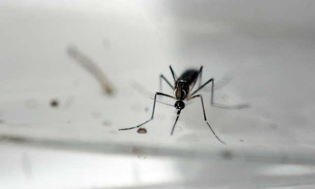 O zika é transmitido principalmente pelo mosquito Aedes aegypti, mesmo difusor da dengue e chicungunha / Foto: AFP