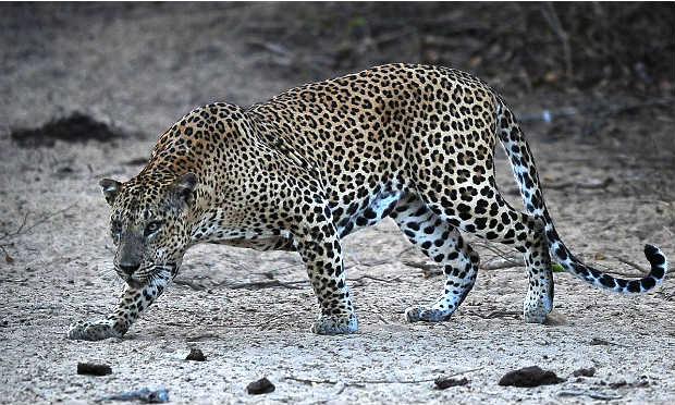 Animal já estava sendo procurado pelo departamento de fauna selvagem / Foto: Larkuwan Wanniarachch/AFP