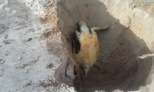A tartaruga foi enterrada em um buraco com dois metros de profundidade, numa área deserta da praia de Pau Amarelo