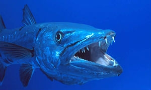 Barracuda é um peixe agressivo e comum no litoral do Nordeste; animal pode chegar a três metros de comprimento