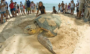 Tartarugas-de-pente podem medir até 1,20 e pesar 90kg
