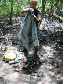 Caranguejos apreendidos foram devolvidos ao mangue situado no Complexo de Suape