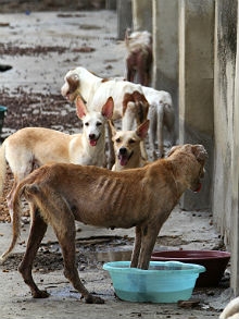 Grupo de 11 veterinários da Seda está destinado para tratar animais doentes
