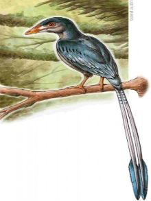 Algumas características diferenciam o animal das atuais espécies de beija-flor: as longas penas na cauda e o bico com dentes, por exemplo